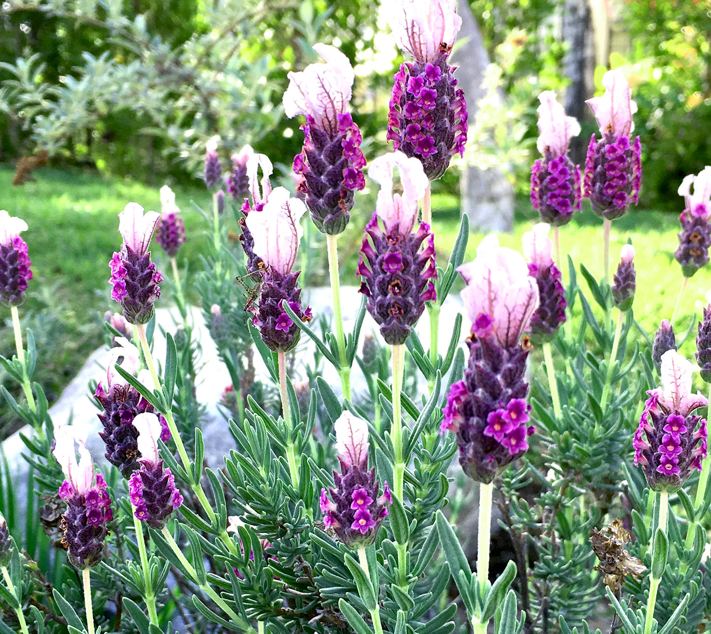 BodyCare with a purpose... Misiones' Shea Butter and Mango Butter moisturizers are an absolute benefit for your skin and help support women & children affected by domestic violence. Carefully crafted with a harmonious blend of organic essential oils, along with Shea or Mango butter that have long lasting moisture and UV filtering to protect your skin. Lightweight tin containers make it easy to throw in your bag and take on a trip.